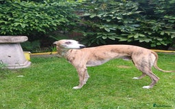 Whippet dogs for sale: Stunningly Beautiful Whippet Puppies. - Image 10