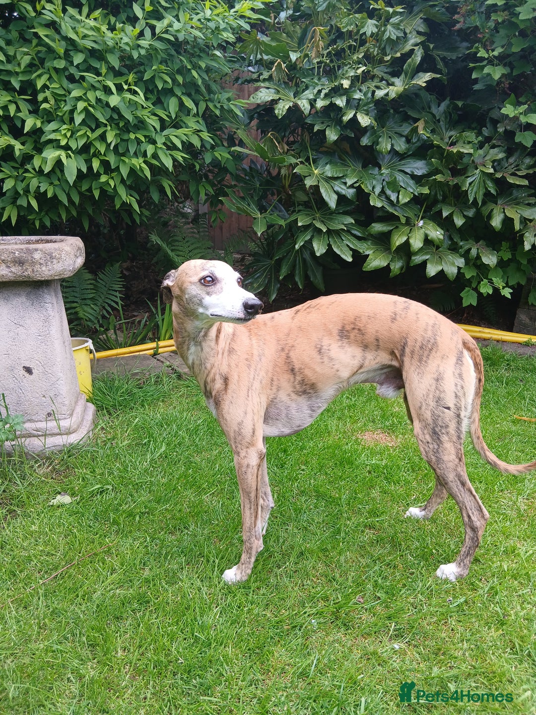 Whippet dogs for sale: Stunningly Beautiful Whippet Puppies. - Image 10