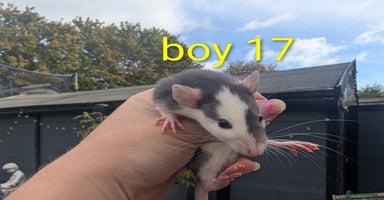 Rat rodents - Advert 12
