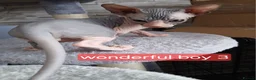 Sphynx cats for sale: Beautiful  Sphynx kitten for sale  - Advert 7