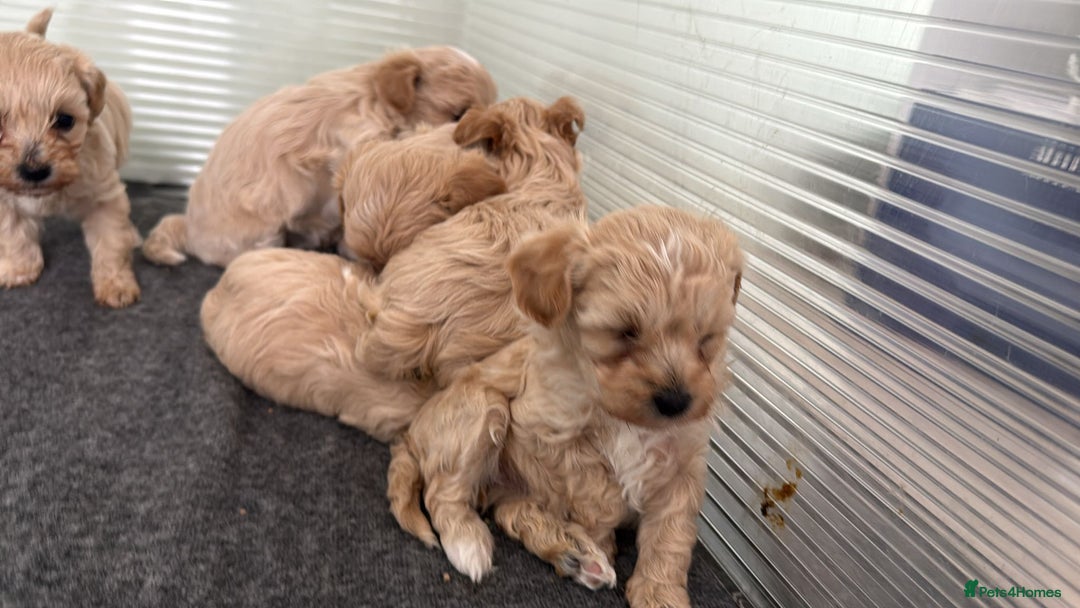 Maltipoo dogs for sale: Maltipoo  - Image 12