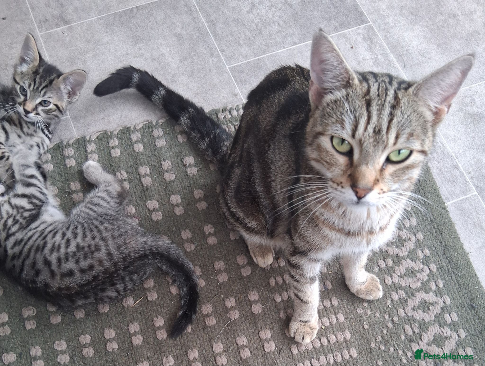 Mixed Breed cats Stunning Toyger striped tabbies 😻 - Advert 1