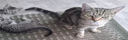 Mixed Breed cats for sale: Stunning Toyger striped tabbies 😻 - Advert 1