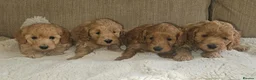 Cockapoo dogs for sale: Licenced breeder, red f1b cockapoo litter - Advert 9