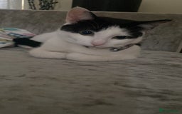 Mixed Breed cats for sale: Female cat - free to good home  - Image 6
