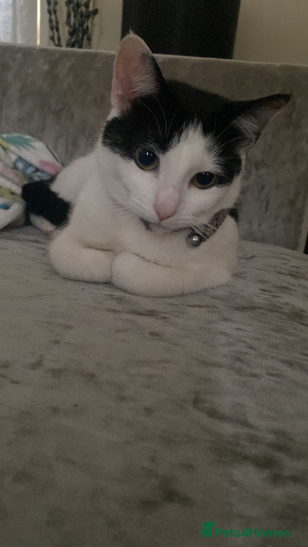Mixed Breed cats for sale: Female cat - free to good home  - Image 6