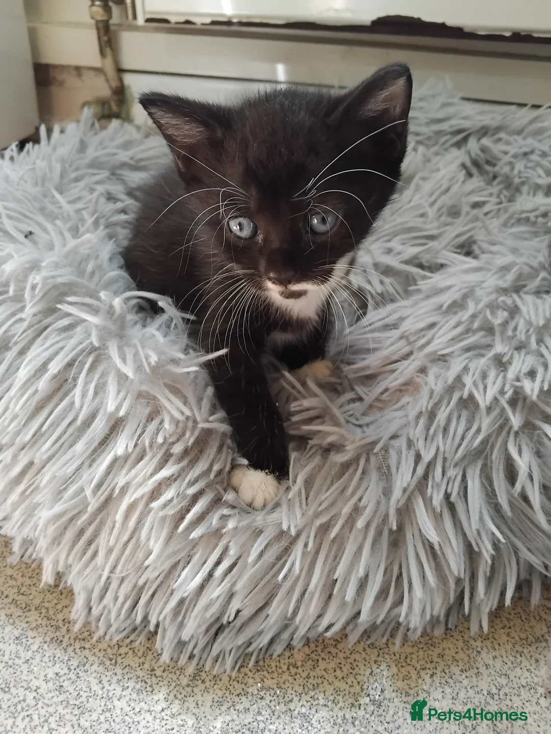 Mixed Breed cats for sale: Gorgeous Bengal x kittens for sale. - Advert 2
