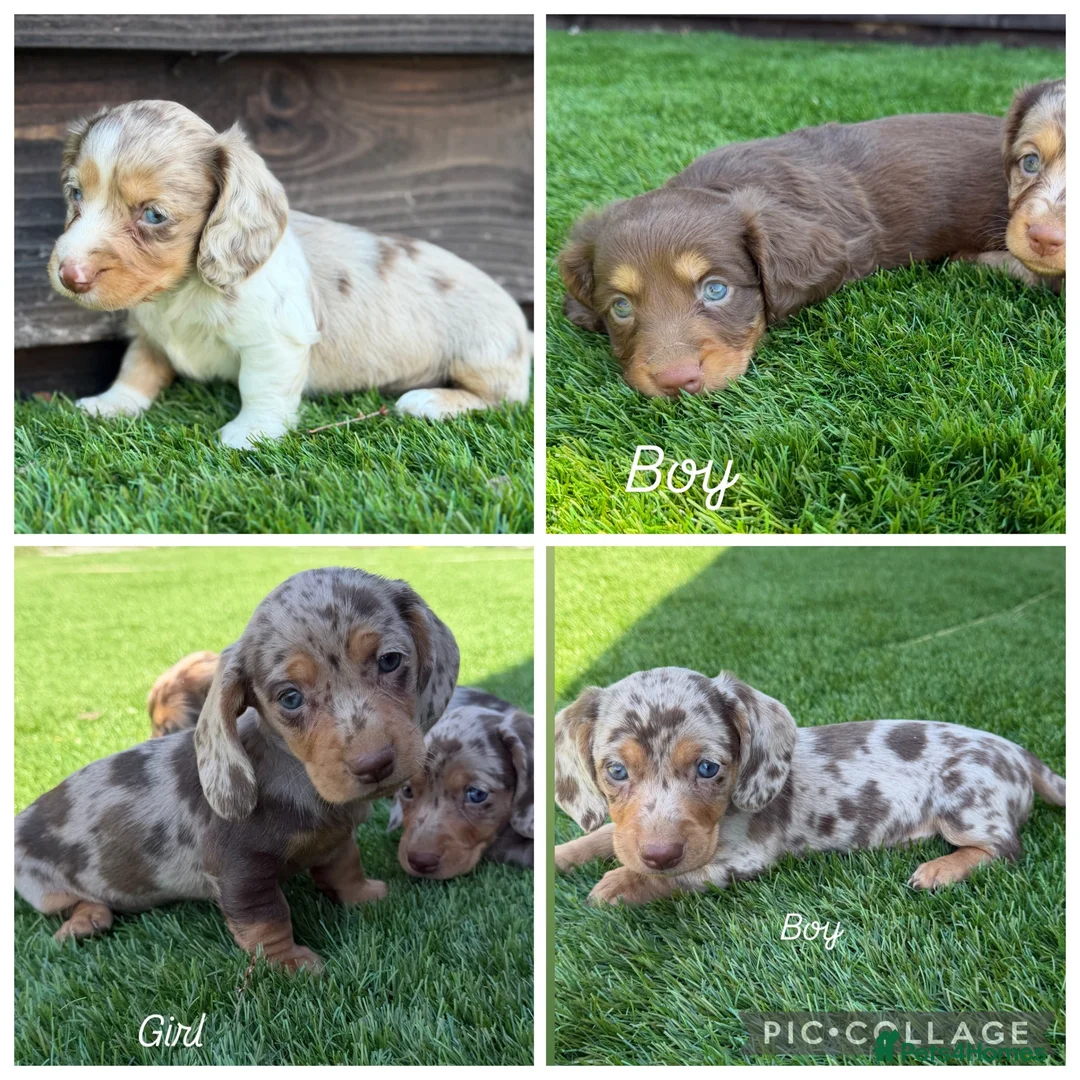 Miniature Dachshund dogs for sale: Miniature dachshunds  - Advert 1