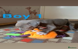 Staffordshire Bull Terrier dogs for sale: RARE BLUE MERLE STAFFORDSHIRE BULL TERRIER PUPPIES - Image 14