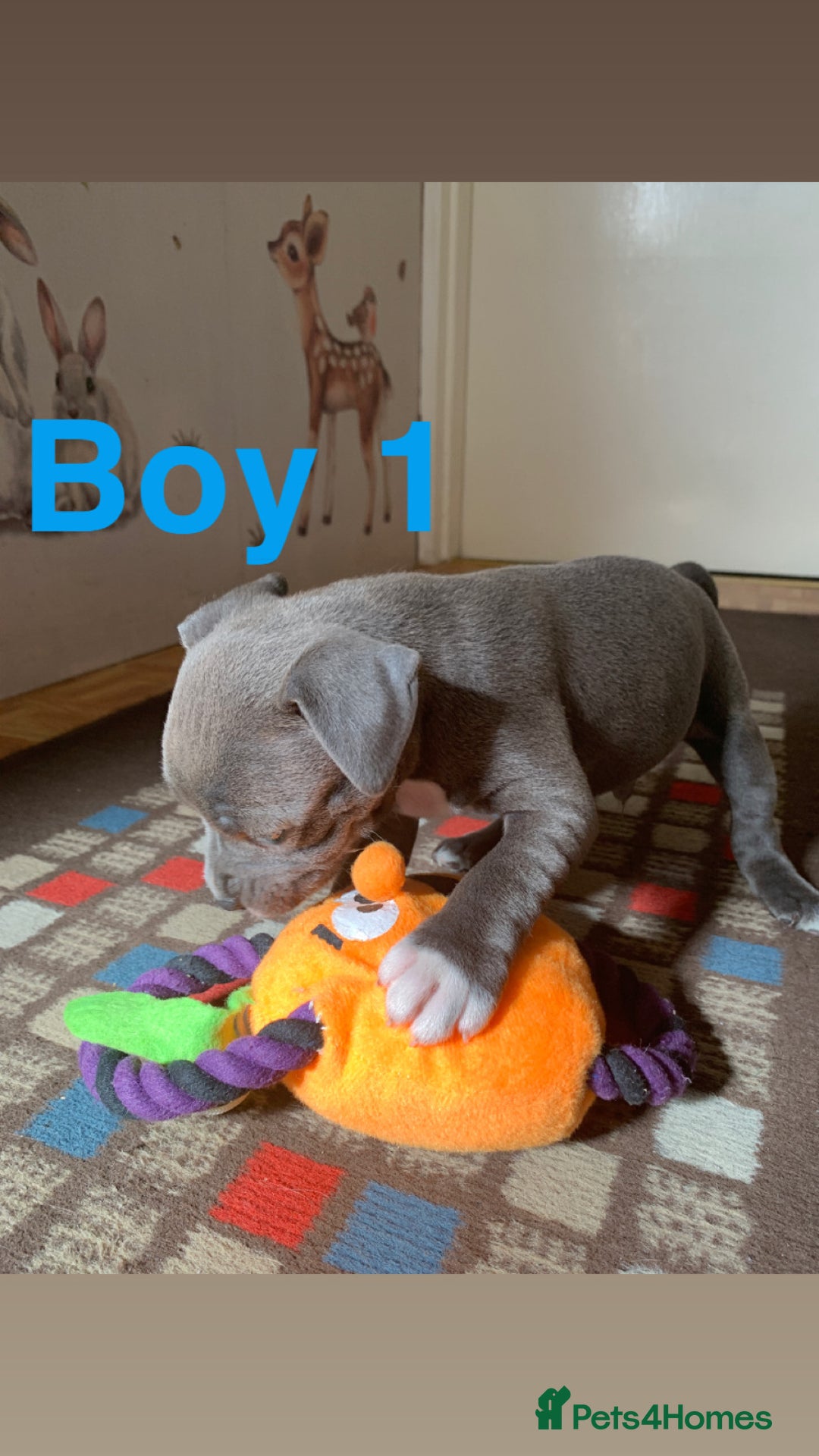 Staffordshire Bull Terrier dogs for sale: RARE BLUE MERLE STAFFORDSHIRE BULL TERRIER PUPPIES - Image 14