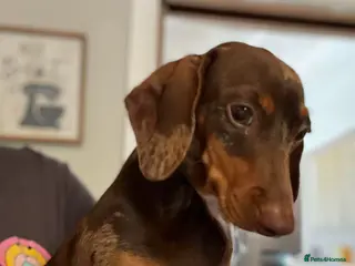 Miniature Dachshund dogs Miniature Dachshund For Sale - Advert 17