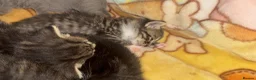 Mixed Breed cats for sale: Beautiful Mainecoon x Bengal kittens  - Advert 10