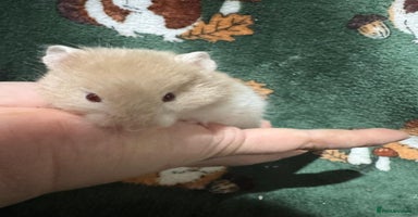 Hamster rodents - Advert 14