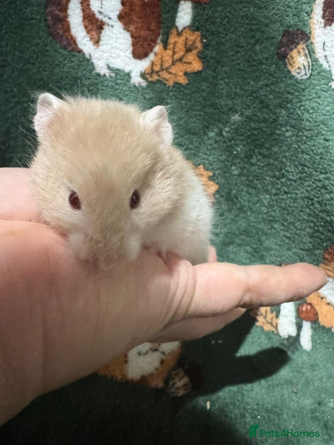 Hamster rodents for sale: Super Friendly Baby Syrian - Image 3