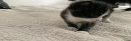 Domestic Shorthair cats for sale: Beautiful kittens ready in 5 weeks - Advert 37