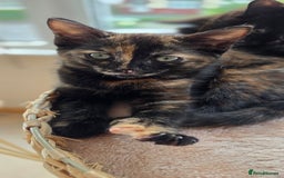Mixed Breed cats for sale: Ragdoll cross kittens - Image 7