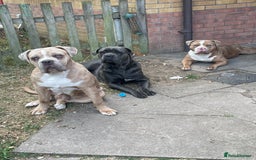 Mixed Breed dogs for sale: Cane corso/ pocket bully  - Image 5