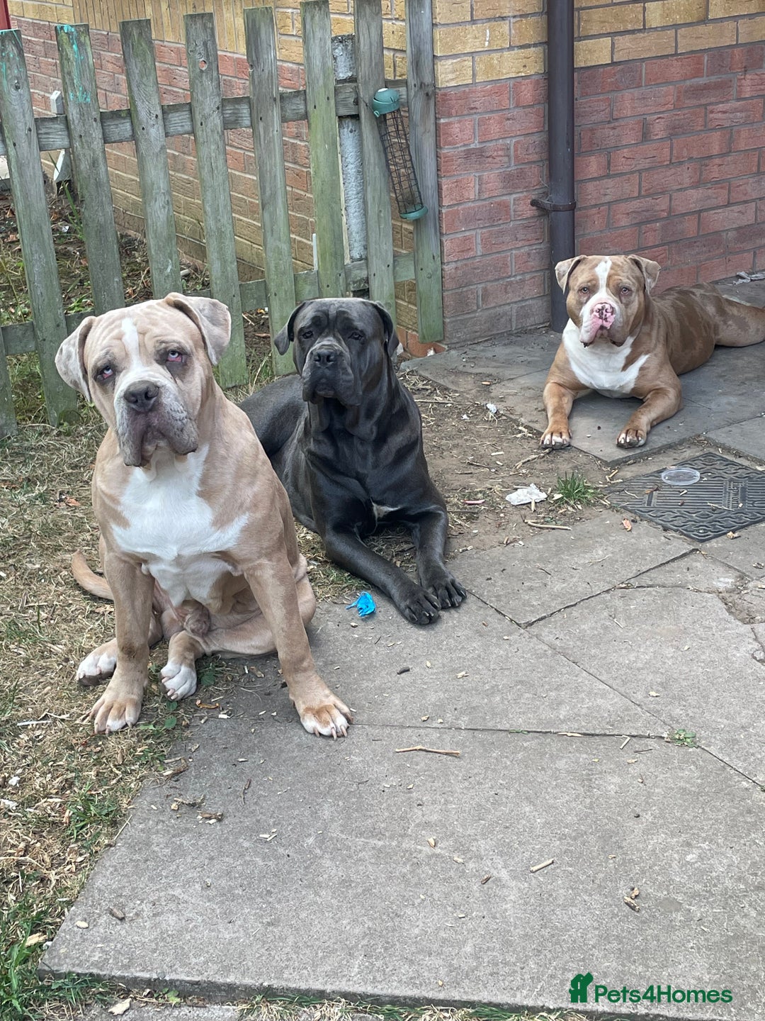 Mixed Breed dogs for sale: Cane corso/ pocket bully  - Image 5