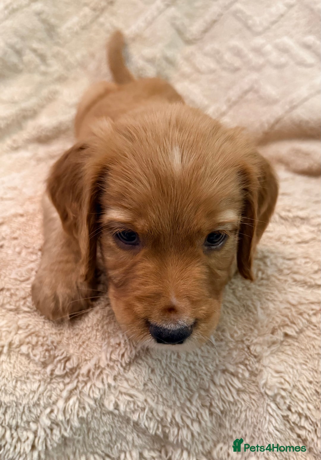 Cocker Spaniel dogs for sale: Cocker spaniel  - Advert 3