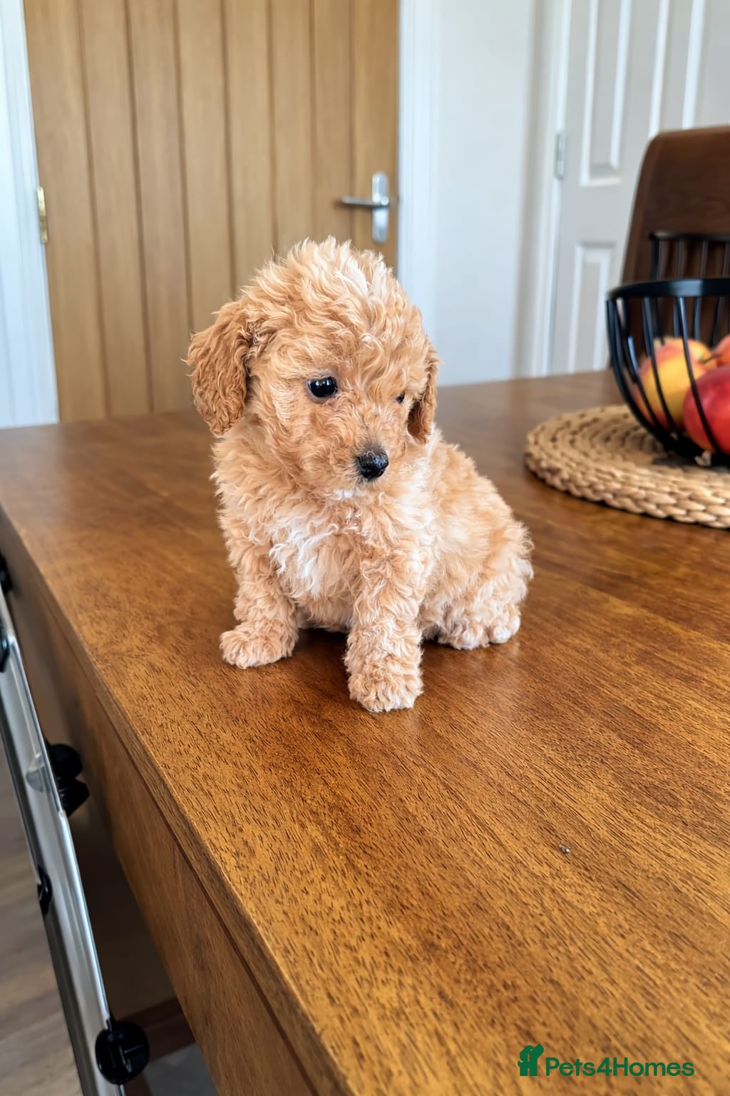 Toy Poodle dogs Asian imported toy poodle 💙 - Advert 1