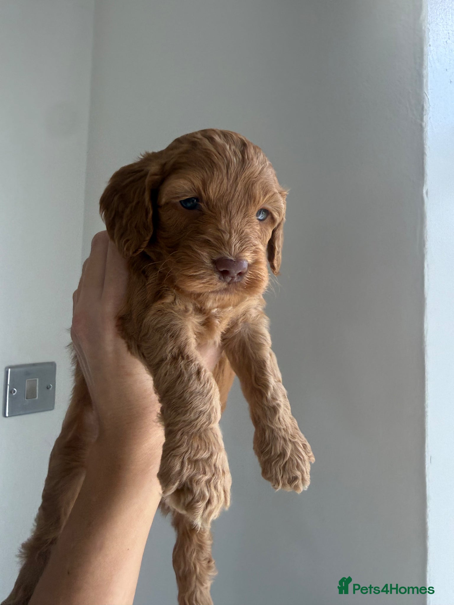 Cockapoo dogs Health check 🏆Beautiful F1 cockapoo puppies🌟🧬🐾 - Advert 2