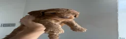 Cockapoo dogs for sale: READY TO LEAVE NOW F1 cockapoo puppies🌟🧬🐾 - Advert 19