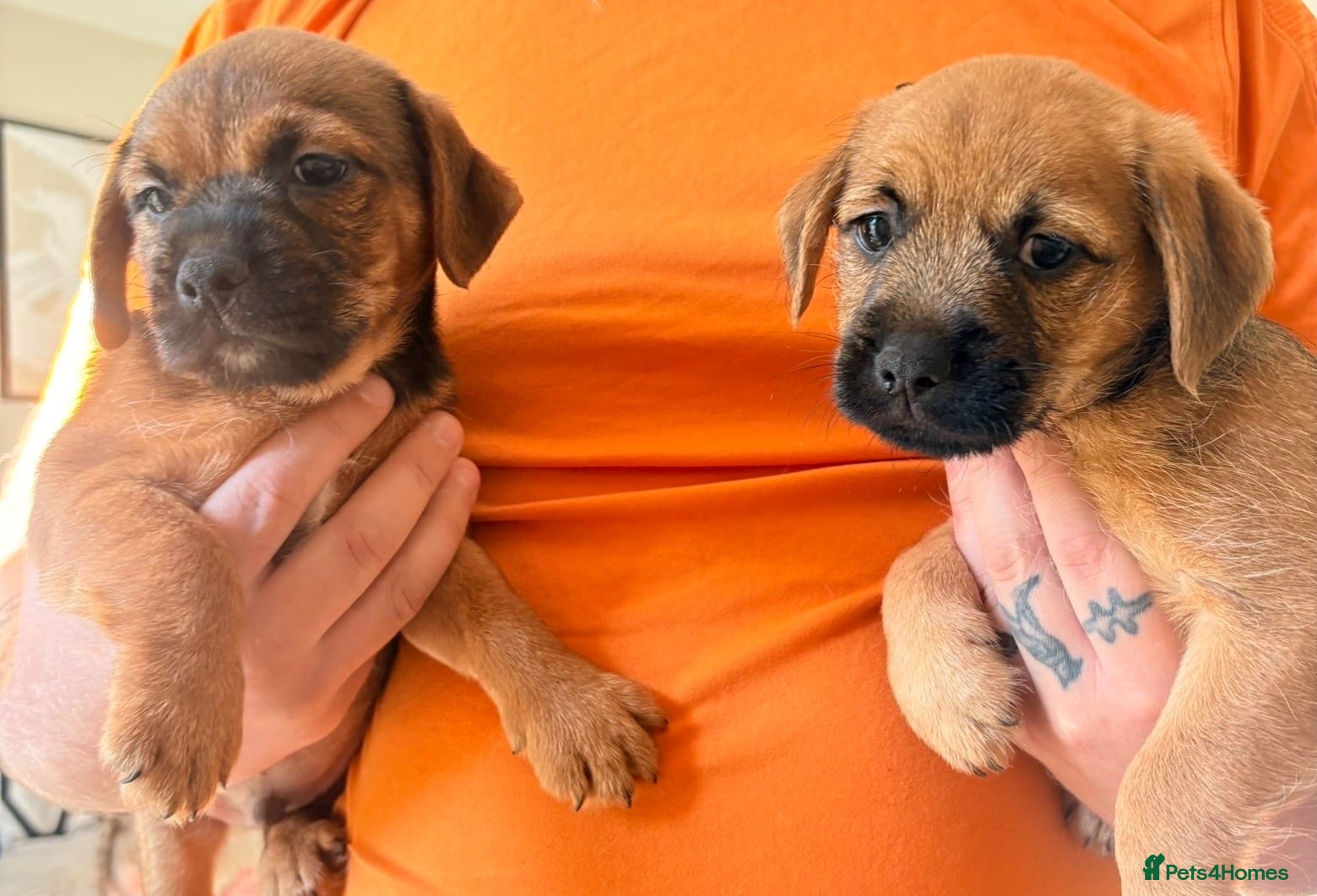 Mixed Breed dogs male Border/Cairn Terriers - Advert 6