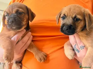 Mixed Breed dogs male Border/Cairn Terriers - Advert 6