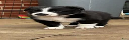 Border Collie dogs for sale: Beautiful Border Collie Puppies Available For Sale in Reading - Advert 6