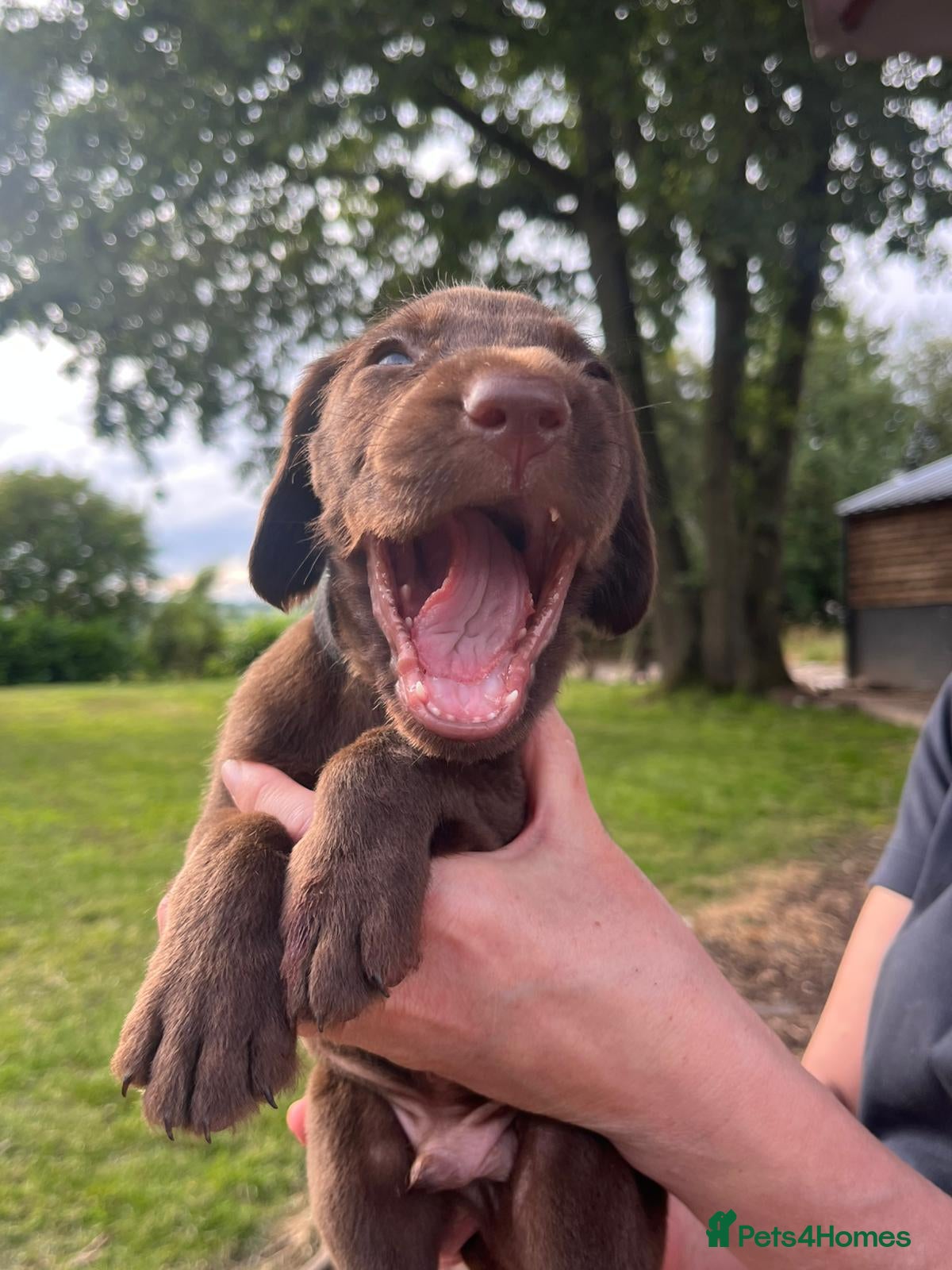 Mixed Breed dogs Chocolate puppies - Weim x WH Vizsla - Advert 1
