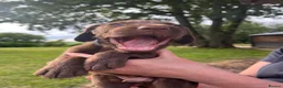 Mixed Breed dogs for sale: Chocolate puppies - Weim x WH Vizsla - Advert 1