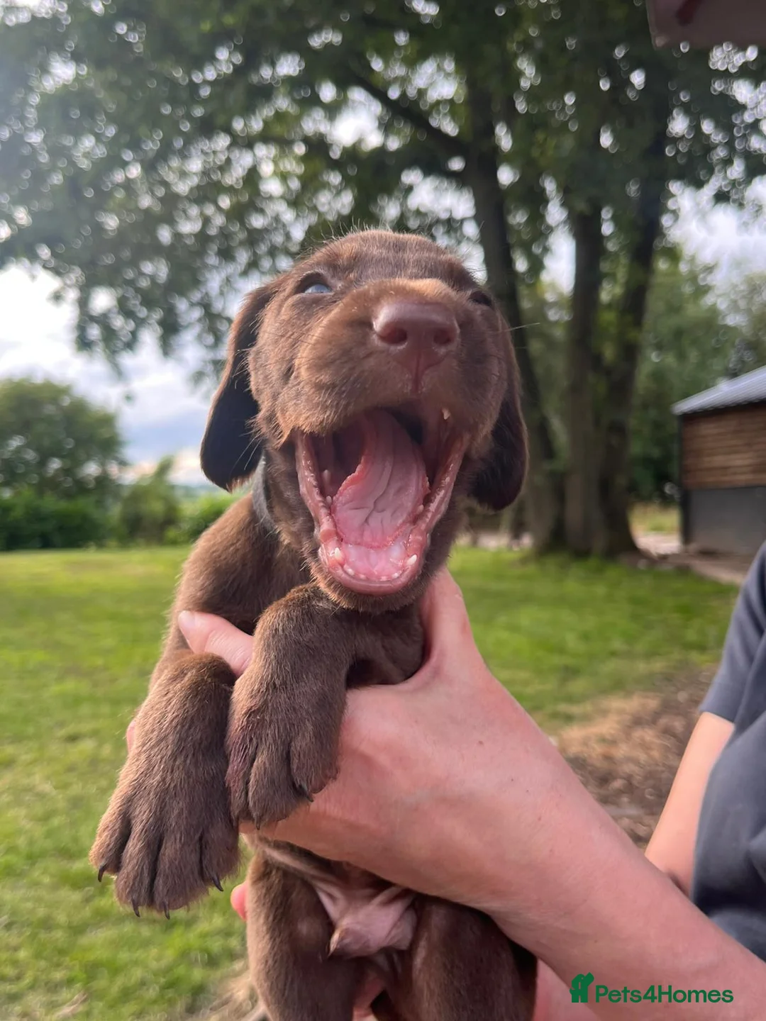 Mixed Breed dogs for sale: Chocolate puppies - Weim x WH Vizsla - Advert 1
