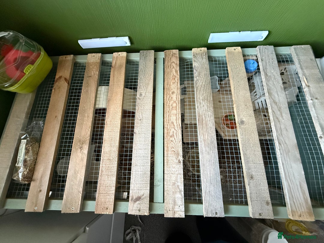 Hamster rodents for sale: Hamster cage - Advert 4