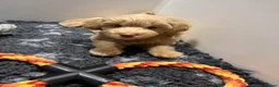 Schnoodle dogs for sale: 💫 WAITING LIST OPEN DNA CLEAR SCHNOODLES 💫  - Advert 16