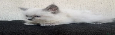Ragdoll 3