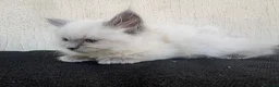 Ragdoll cats for sale: Pure ragdoll kittens  - Advert 5