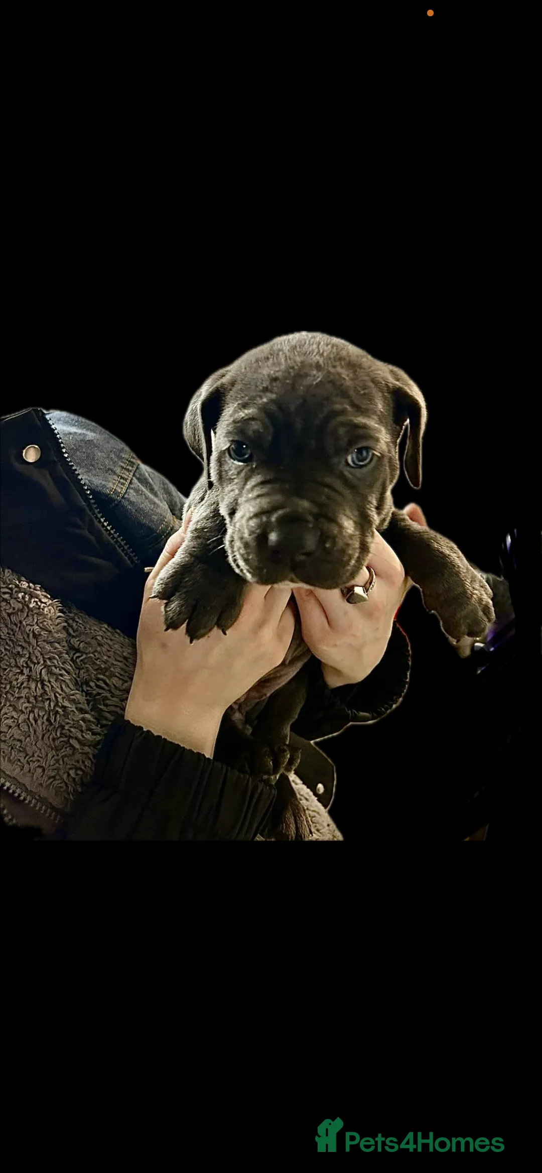 Cane Corso dogs for sale: Cane corso pups - Advert 10