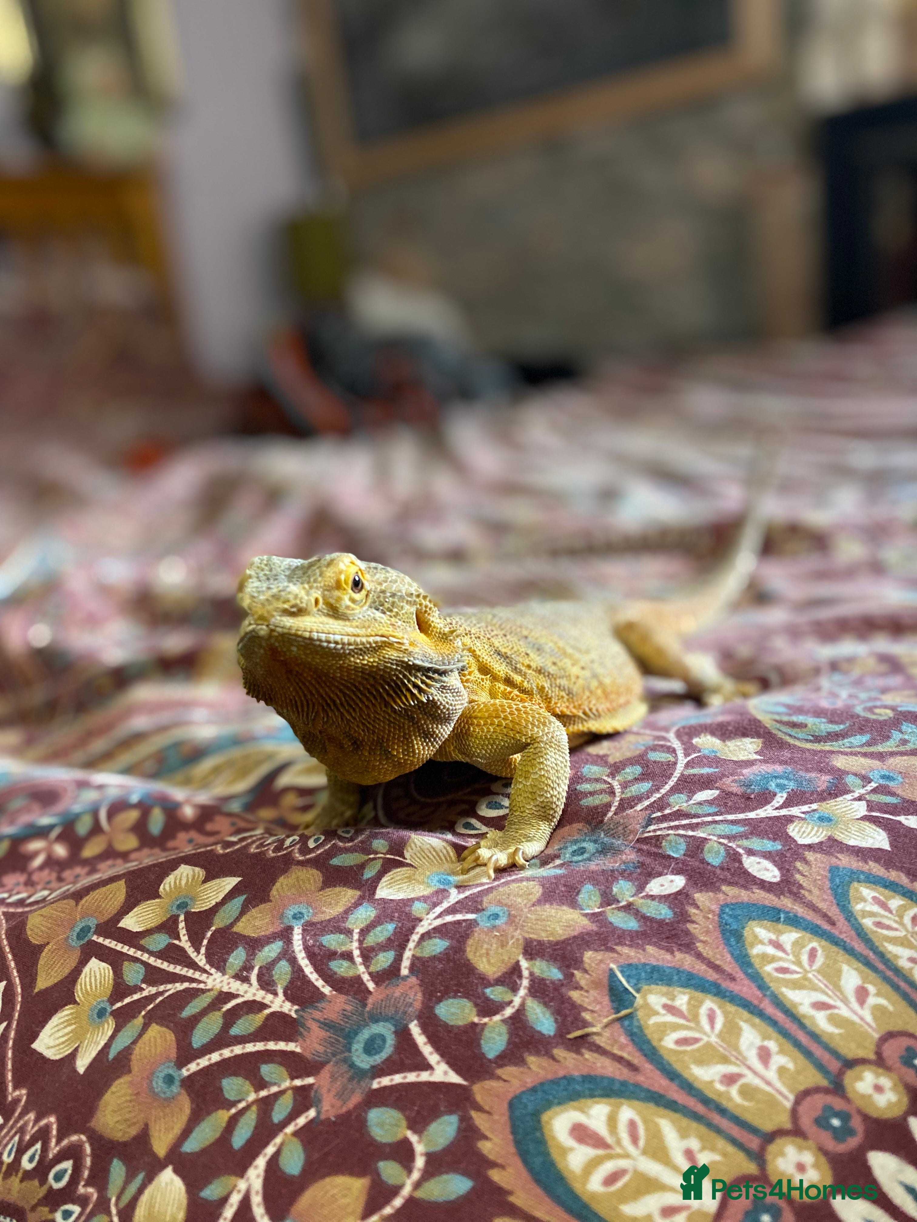 Bearded Dragon reptiles Stumpy Steve needs a new home  - Advert 1