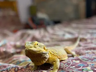 Bearded Dragon reptiles Stumpy Steve needs a new home - Advert 1