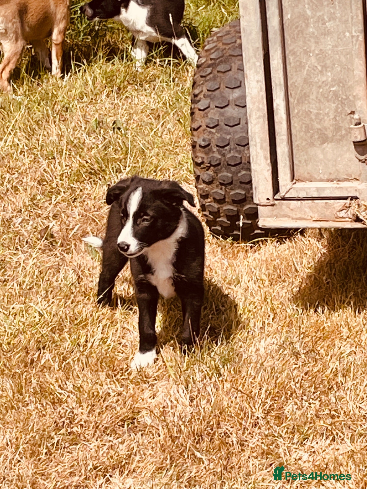 Border Collie dogs Collie puppies for sale - Advert 1