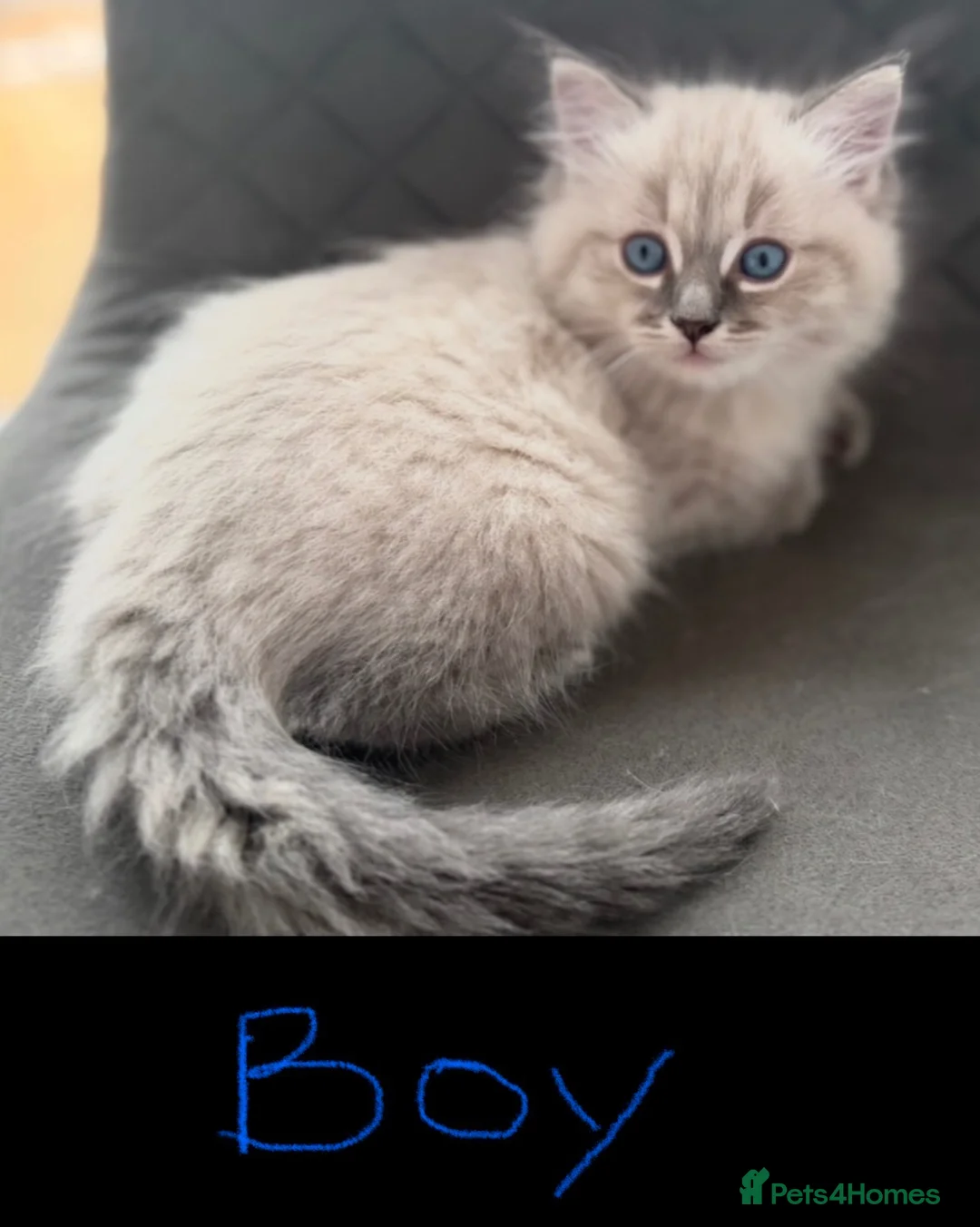 Ragdoll cats for sale: Ready to go now… Gorgeous ragdoll kittens - Advert 3