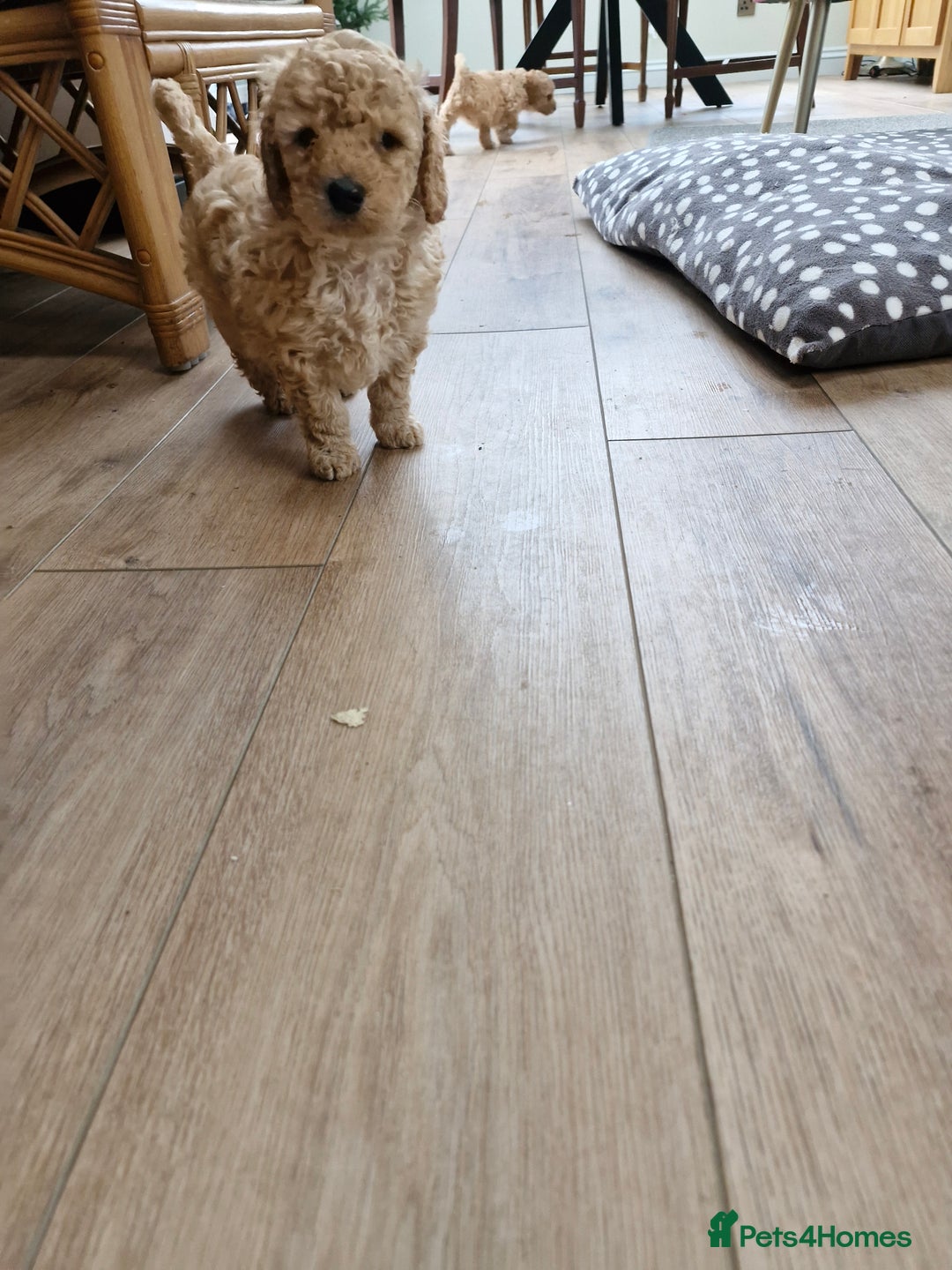 Miniature Poodle dogs for sale: Outstanding Show Quality MInature Poodles - Advert 21