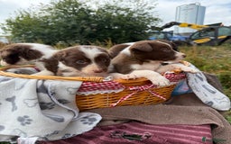 Border Collie dogs for sale: Working chocolate border collies  - Image 15