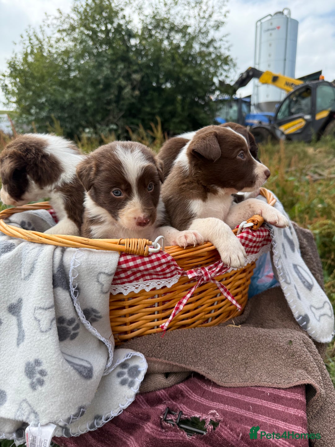 Border Collie dogs for sale: Working chocolate border collies  - Image 15