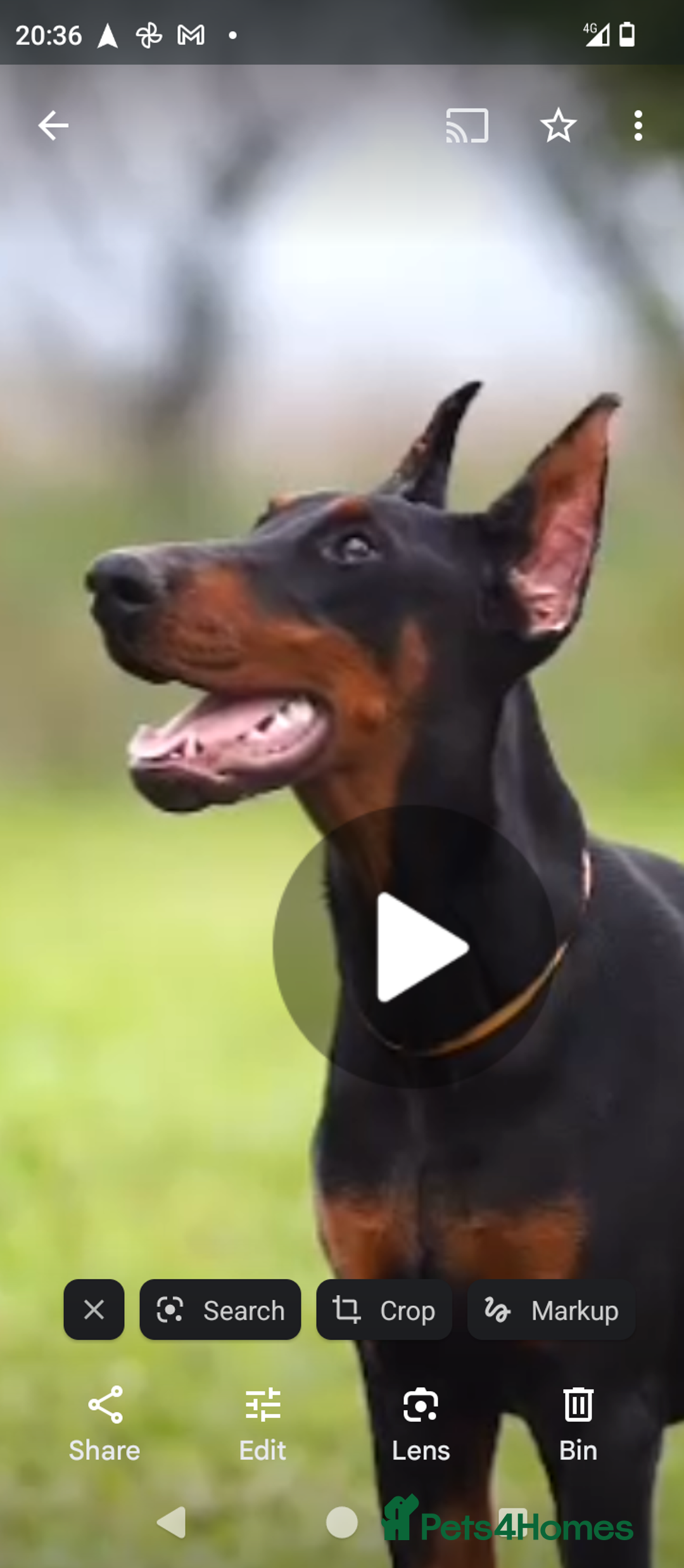 Dobermann dogs for sale: European import un-nuetered dobermann female, - Advert 3