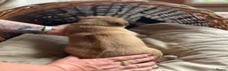 Mixed Breed dogs for sale: Rhodesian Ridgeback X Canaan Dog Puppies  - Advert 32