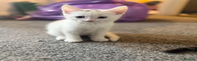 British Shorthair Kitten 2