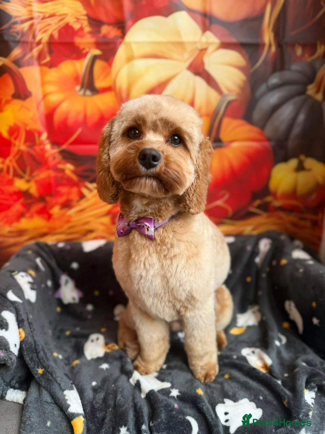 Cavapoo dogs for sale: River toy cavapoo - Advert 1