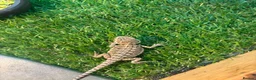 Bearded Dragon reptiles for sale: Bearded dragon babies - Advert 6