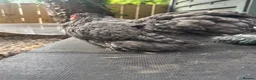 Chickens poultry for sale: Young cuckoo pekin quad 1 cockerel 3 hens laying - Advert 4